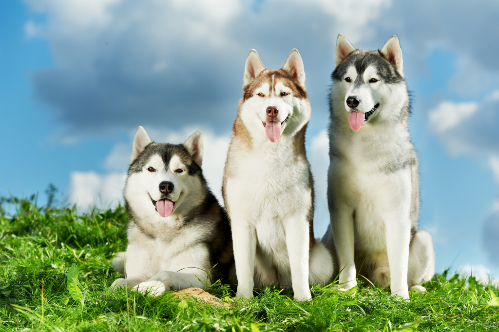husky siberiano 3