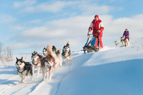 Siberian huskies are used for pulling sleds.