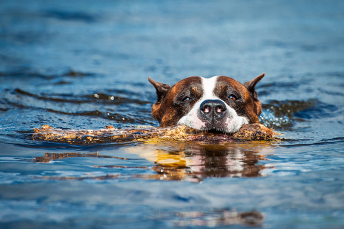 Trucos para quitar el miedo al agua de los perros