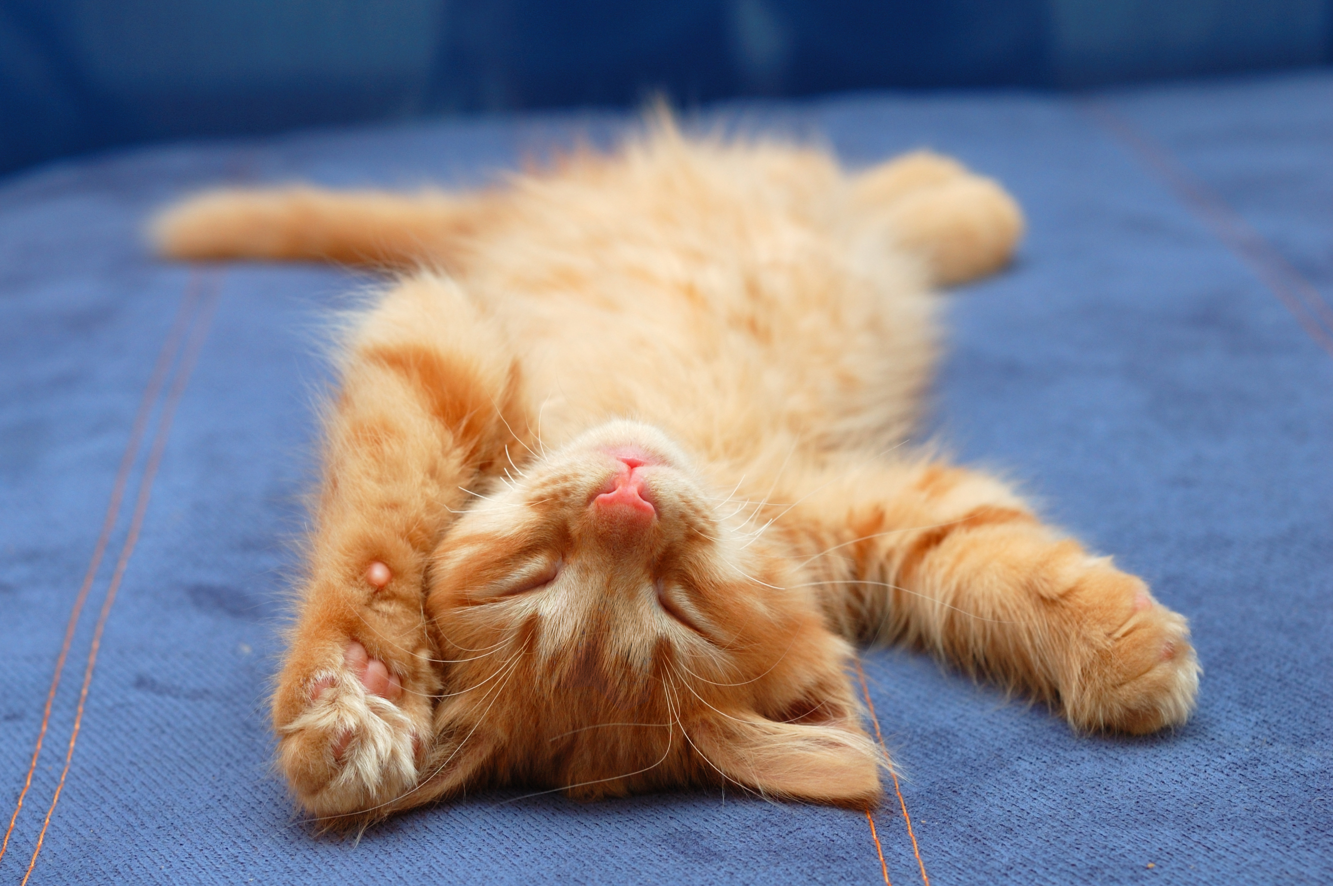 Расслабленный кот. Спящие котята. Котенок леджим на спине. Котенок лежит на спине. Рыжий котенок спина.