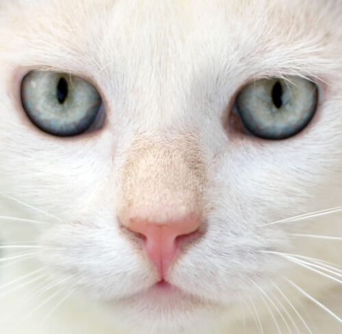 7 mitos y verdades sobre los gatos que posiblemente no sabías