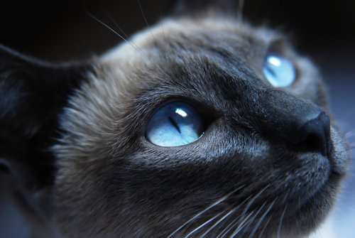 ojos de tu gato 2