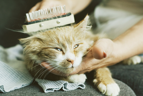 ojos de tu gato 3