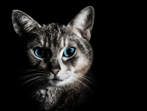 Simples consejos para cuidar los ojos de tu gato