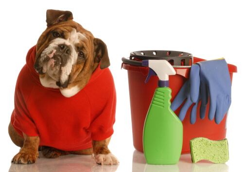 7 productos para eliminar el olor a orina de perro naturalmente
