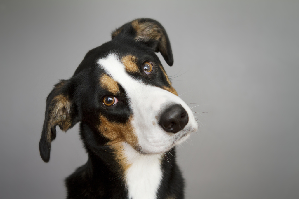 otitis canina 2
