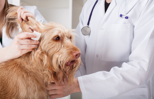 Razas de perro dispuestas a padecer otitis