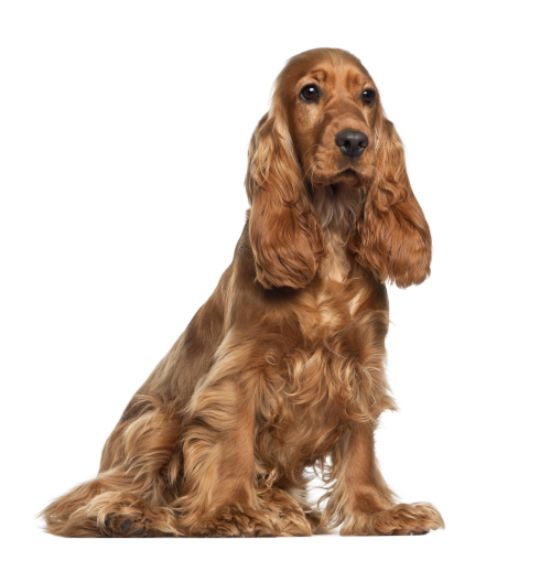 Otitis canina
