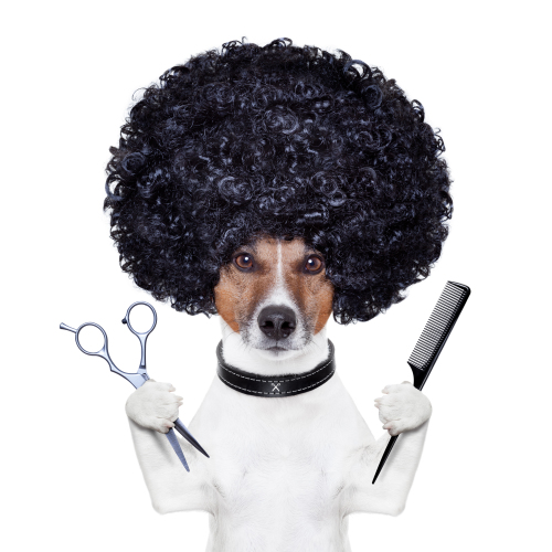 ¿Vas a llevar a tu perro a la peluquería canina y tienes muchas dudas? Aquí te las resolvemos.