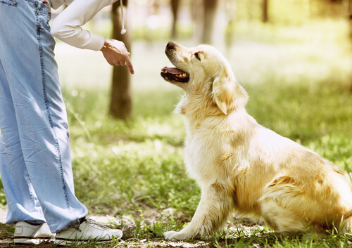 La orden de espera en el adiestramiento canino