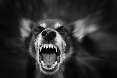 Motivos por los que un perro puede volverse agresivo