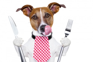 7 productos que tu perro no debe comer