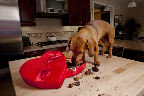 Koirilta kielletyt ruoat voivat vahingoittaa vakavasti niiden terveyttä.