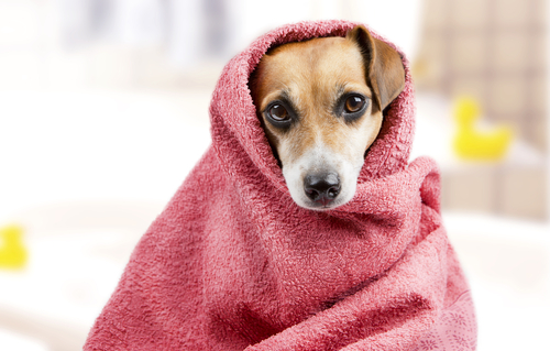 Prepara a tu perro para el baño: cómo quitarle el miedo y qué necesitas