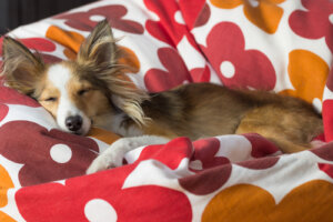 Cómo acostumbrar al perro a dormir solo