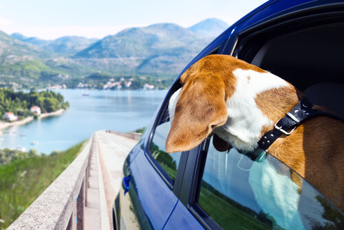 Perro en coche
