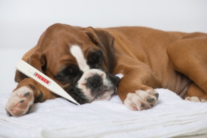 Las 21 enfermedades más comunes en perros domésticos
