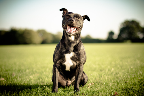 un boxer noir assis dans l'herbe