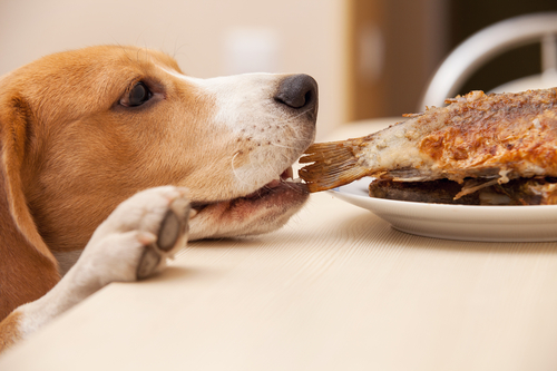 perro robando comida