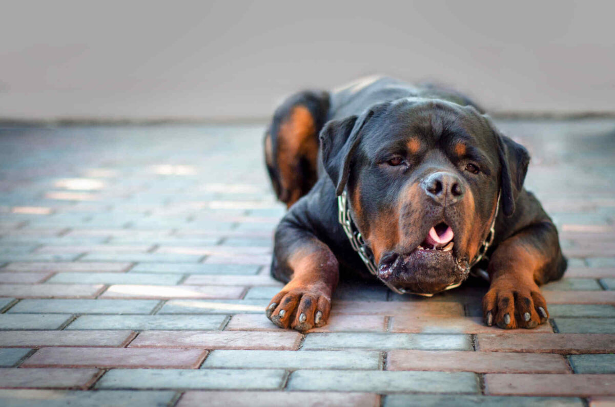 Perro de raza rottweiler a punto de vomitar