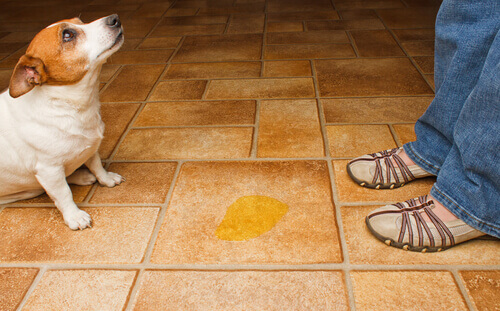 Perro se orina en casa