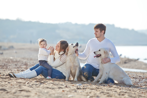 Two white Golden Retrievers on the beach with their family