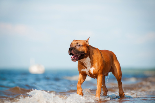Cane che gioca sulla spiaggia.