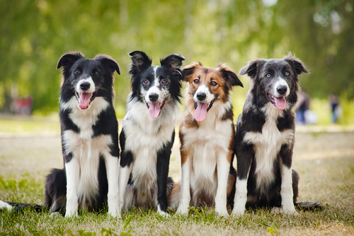 Las 15 razas de perro más inteligentes