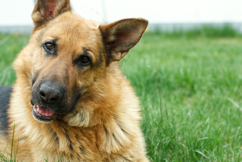 Las 10 razas alemanas de perros más populares