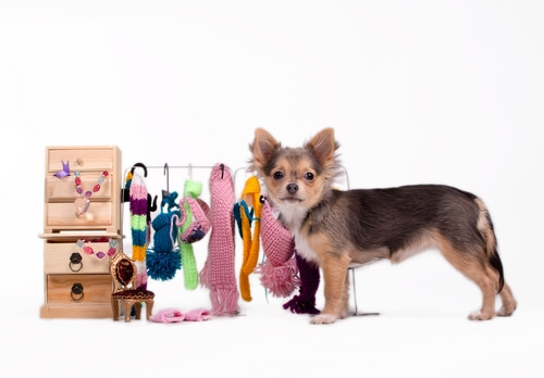 ropa de tu perro