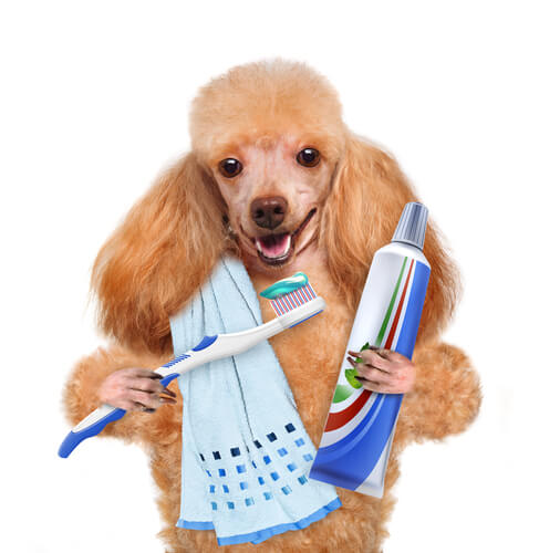 Vigila la salud dental de tu mascota
