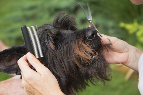 schnauzer 2