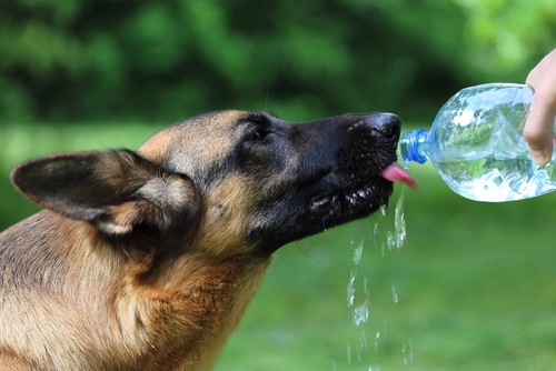 Hund drikker vand fra flaske