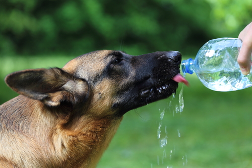 A dog drinking.