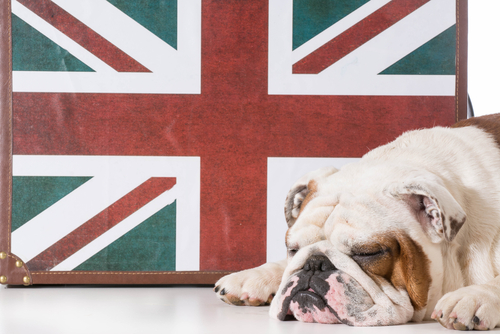 El comportamiento del bulldog inglés