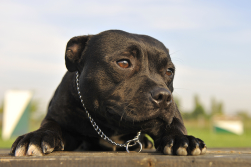 american pitbull terrier 3