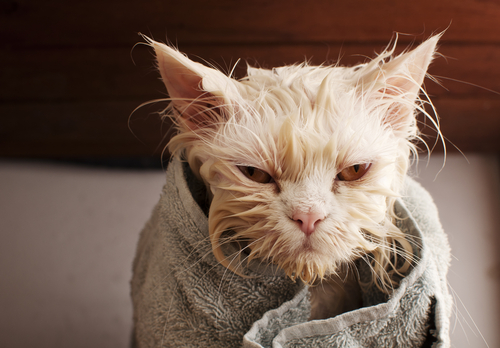 Gato molhado enrolado na toalha.
