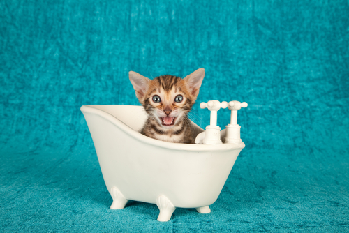 baño gatos 3