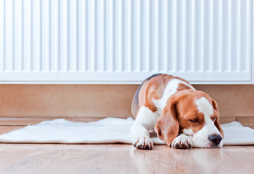 ¿Crees que tu perro tiene fiebre cuando su nariz está caliente?