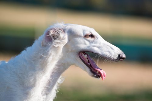 borzoi