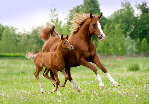 caballos 2