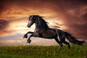 ¿Sabéis de dónde provienen los caballos?