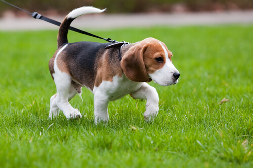 cachorro de paseo