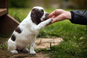 ¿Cómo es el séptimo mes del cachorro?