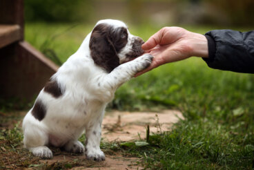 ¿Cómo es el séptimo mes del cachorro?