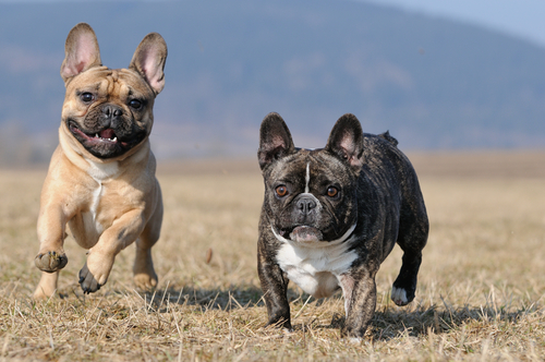cachorros inquietos 3