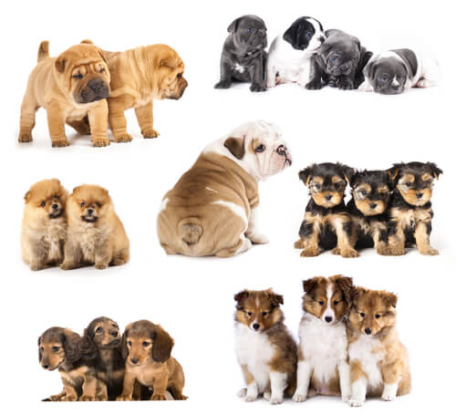 Consejos para cachorros inquietos: normas de comportamiento
