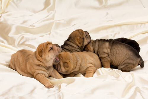 cachorros-shar-pei