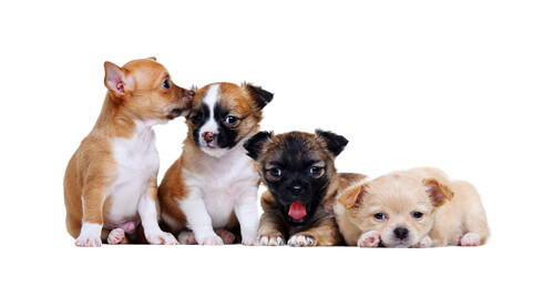 ¿Cómo es el primer mes de vida de un cachorro de perro?