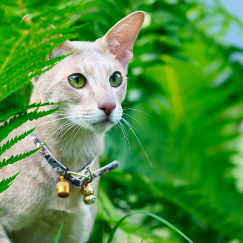 cascabel gato 3